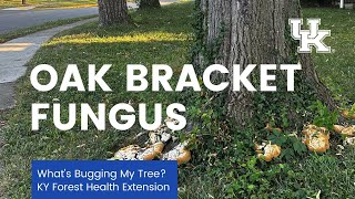 Oak bracket fungus video [upl. by Ivek758]