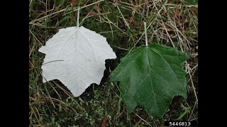 Identify Invasive Trees  White Poplar [upl. by Nylynnej]