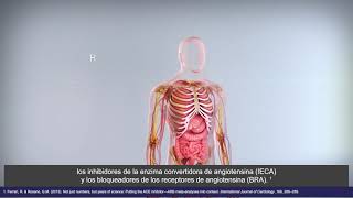 Perindopril Mechanism of Action for Hypertension Español Subtitles [upl. by Neyuq]