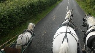 Carriage driving in company  training a pair of horses and a shetland [upl. by Ohploda]