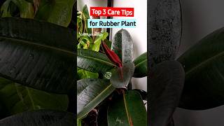 Top 3 Rubber Plant Care Tips for Larger Plant [upl. by Oeramed]