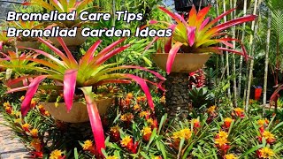 Amazing Beautiful Bromeliad Care Tips For Beginners l Bromeliads Garden Ideas [upl. by Saihtam]