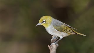 Zosterops silvereye [upl. by Dorehs]