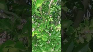 Pongamia Pinnata From Bloom to Biofuel Navigating a towards Sustainable Growth and Prosperity [upl. by Armando]