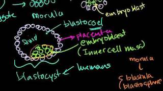 Embryonic Stem Cells in Bangla [upl. by Meador]