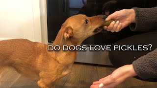 Do Dogs Love Pickles We Found Out [upl. by Maryanne]