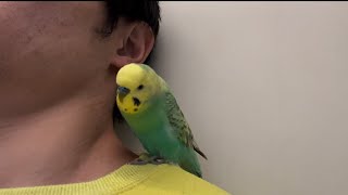 Budgie the ear breaker [upl. by Inek673]