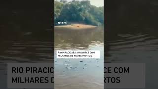 Rio Piracicaba amanhece com milhares de peixes mortos shorts [upl. by Campney]