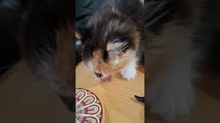 Tiny Kitten Defending Her Bacon hobbyfarm cat cute funnycats kitten barncat cats kittens [upl. by Okihcas]