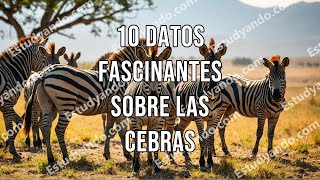 10 Datos Fascinantes sobre las Cebras [upl. by Gaal]