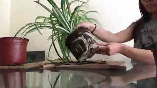 How to split a spider plant  plant propagation  root division [upl. by Koral]