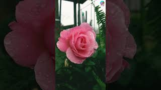 Rose love  Raindrops on rose flower  awesome nature love  animal reaction [upl. by Elmina]