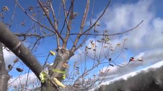 How to grow apple trees using branches  Scions [upl. by Felicle]