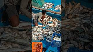 fishermen catch so many fishantarvedi fish market [upl. by Lenor]