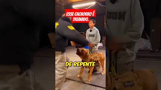 Este é um cachorro treinado militarmente cachorro military foryou [upl. by Tigges]