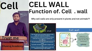 function of cell wall  why cell walls are only present in plants and not animals [upl. by Dominy34]