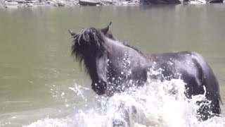 Instant magique avec des chevaux sauvages [upl. by Leandre]