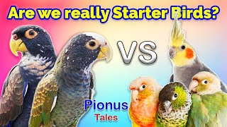 Are Starter Birds really Starter Birds ft TheParrotTeacher [upl. by Rawdin]