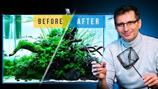 Fixing a CLADOPHORA ALGAE Infested Aquarium [upl. by Adle]