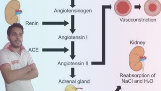 ReninAngiotensin System RAAS detail lectures Biology  renin pathway physiology  know your RAS [upl. by Ramses]