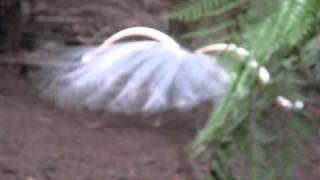 Lyrebirds mating dance [upl. by Ytsud]