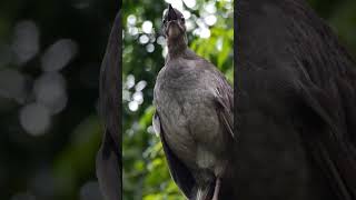 How many different calls can you identify The Lyrebird is capable of imitating almost any sound [upl. by Leroy]