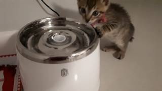 Small Kitten drinking water from CatIt Stainless steel Fountain [upl. by Salina185]