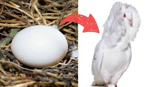 How does the journey from jacobin pigeon egg to full pigeon grow day by day [upl. by Atterbury]