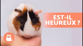 Comment savoir si mon cochon dInde est HEUREUX 🐹 7 SYMPTÔMES [upl. by Sculley]