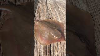 Catching a Stingray in the Indian River Lagoon fishing inshore florida [upl. by Atikal318]