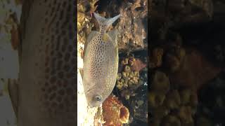 ปลาสลิดทะเลจุดเหลือง Siganus guttatus GOLDEN RABBITFISH [upl. by Liatnahs]