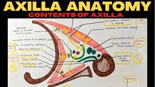 Axilla Anatomy 22  Contents of Axilla  Upper Limb Anatomy [upl. by Crescen]