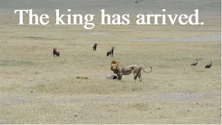 The king has arrived  Lion vs Hyena [upl. by Sefton423]