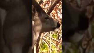 Cervidae DEER on FOREST Mountain [upl. by Katalin]