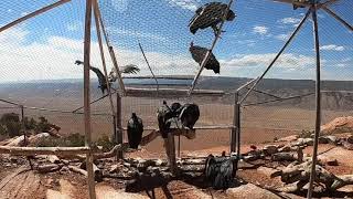 California Condors Fly Free For The First Time [upl. by Adnol988]