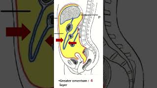 Stomach Ligaments A Quick Overview viralshorts stomachanatomy [upl. by Enia342]