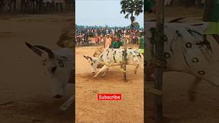 Disom Sohrai Dangri Parab 2024  santali sohrai parab video 📸 new santali traditional video [upl. by Schwitzer64]