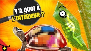 Y’a quoi à l’INTÉRIEUR de ces 8 ANIMAUX  🐝🐍🐪 [upl. by Syman]