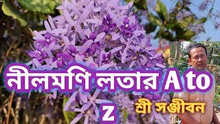 Petrea volubilisNilmoni lata plant care A to zSree Sanjiban [upl. by Yejus]