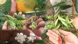 Harvesting Papaya broad beans climbing beans bitter gourd at home garden [upl. by Harriett964]