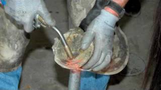 Farrier Quick Takes Red Renchin Treating Long Toe Low Heel [upl. by Levin770]