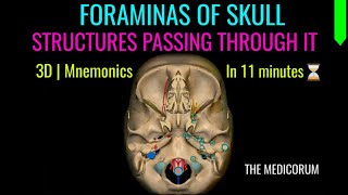 FORAMINAS OF SKULL  MNEMONICS  STRUCTURES PASSING THROUGH IT [upl. by Emirej737]