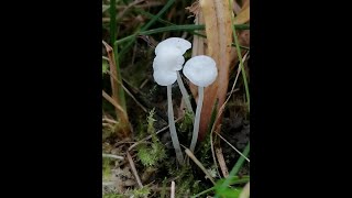 helmovka bělostná Hemimycena candida prilbovec kostihojovýBeinwurzScheinhelmling [upl. by Earle]