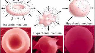 Cells Part 2 amp Passive transport [upl. by Reneta]