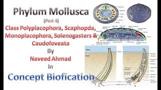 Phylum Mollusca part 4 class Polyplacophora Scaphopda Monoplacophora Solenogasters amp Caudofoveata [upl. by Gnilrad]