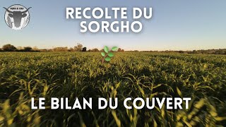 RECOLTE DU SORGHO le BILAN du COUVERT [upl. by Tiedeman505]