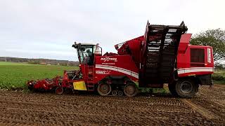 Grimme Maxtron 620 beim Zuckerrüben roden [upl. by Eerual]