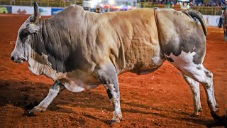 FINAL EM TOUROS  Rodeio da EXPO VERDE de ADAMANTINA 2024 Oficial 4K [upl. by Ymirej]