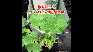 ウリハムシの生態とは86｜ごいち 家庭菜園がおもしろい シーズン１｜What is the ecology of Urihamushi podcast [upl. by Nyrek]