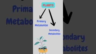 Primary and Secondary Metabolites shorts ytshorts plantphysiology science pritiduhanofficial [upl. by Bogosian]